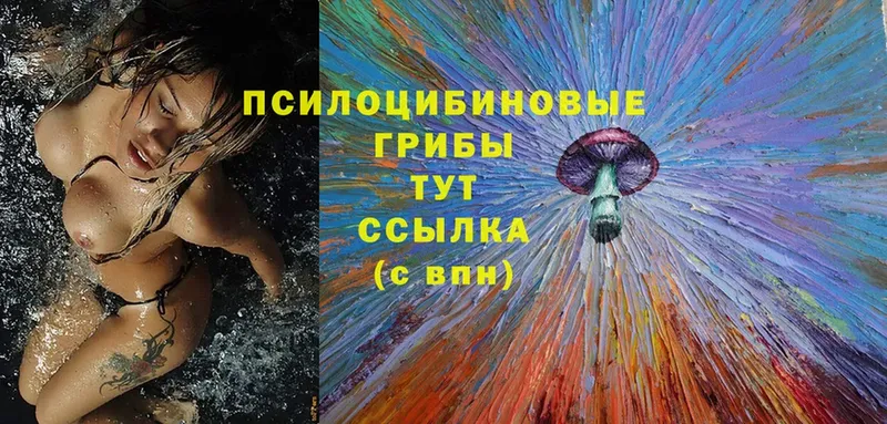 kraken вход  цены   Киренск  Галлюциногенные грибы Psilocybine cubensis 